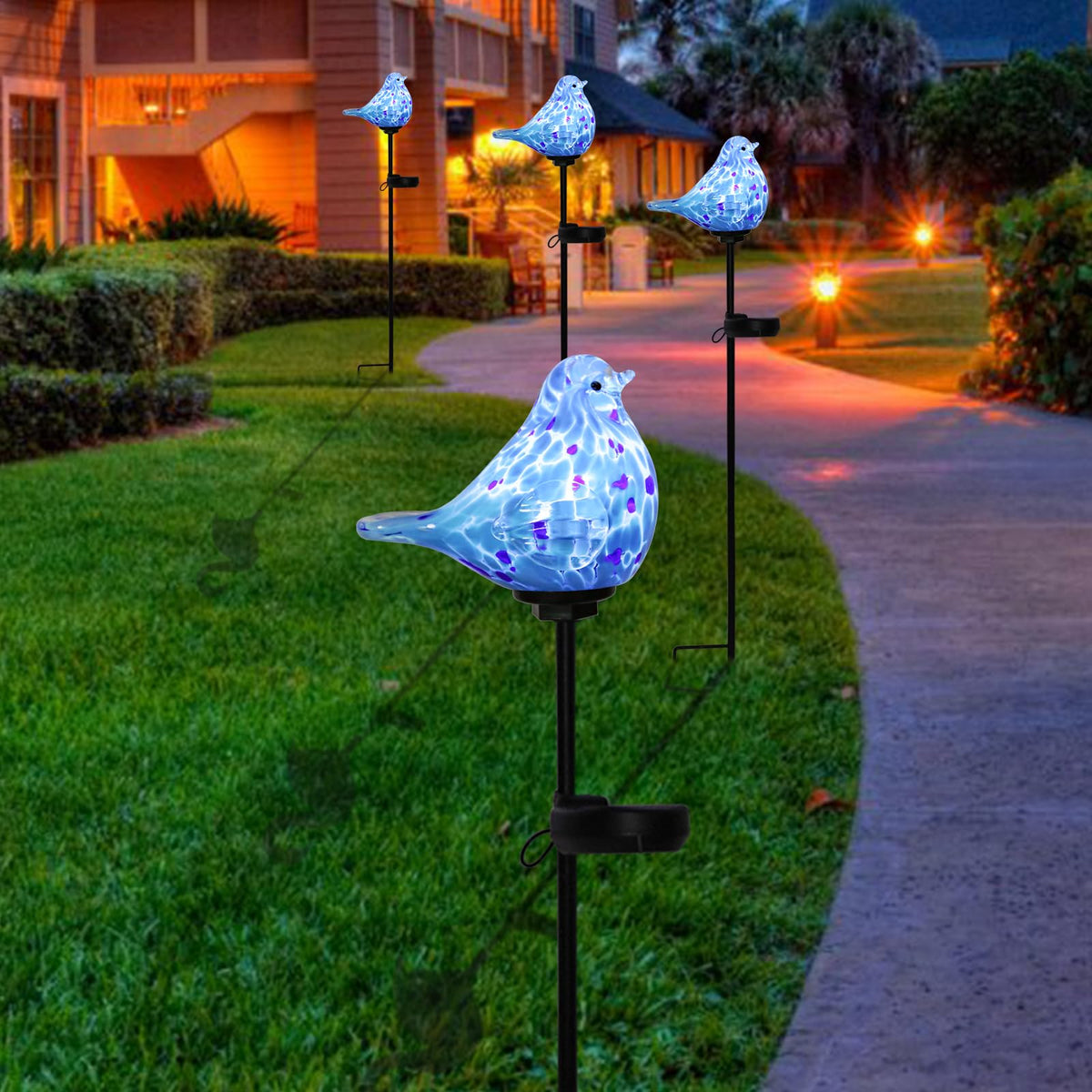 Bshine bluebird glow creates soft ambience for evenings in the yard.