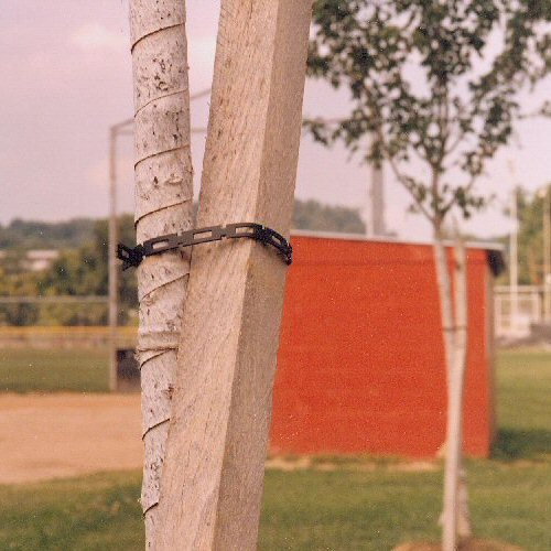 FirmFlex tree bracing in storms showing trunk stabilization without bark damage