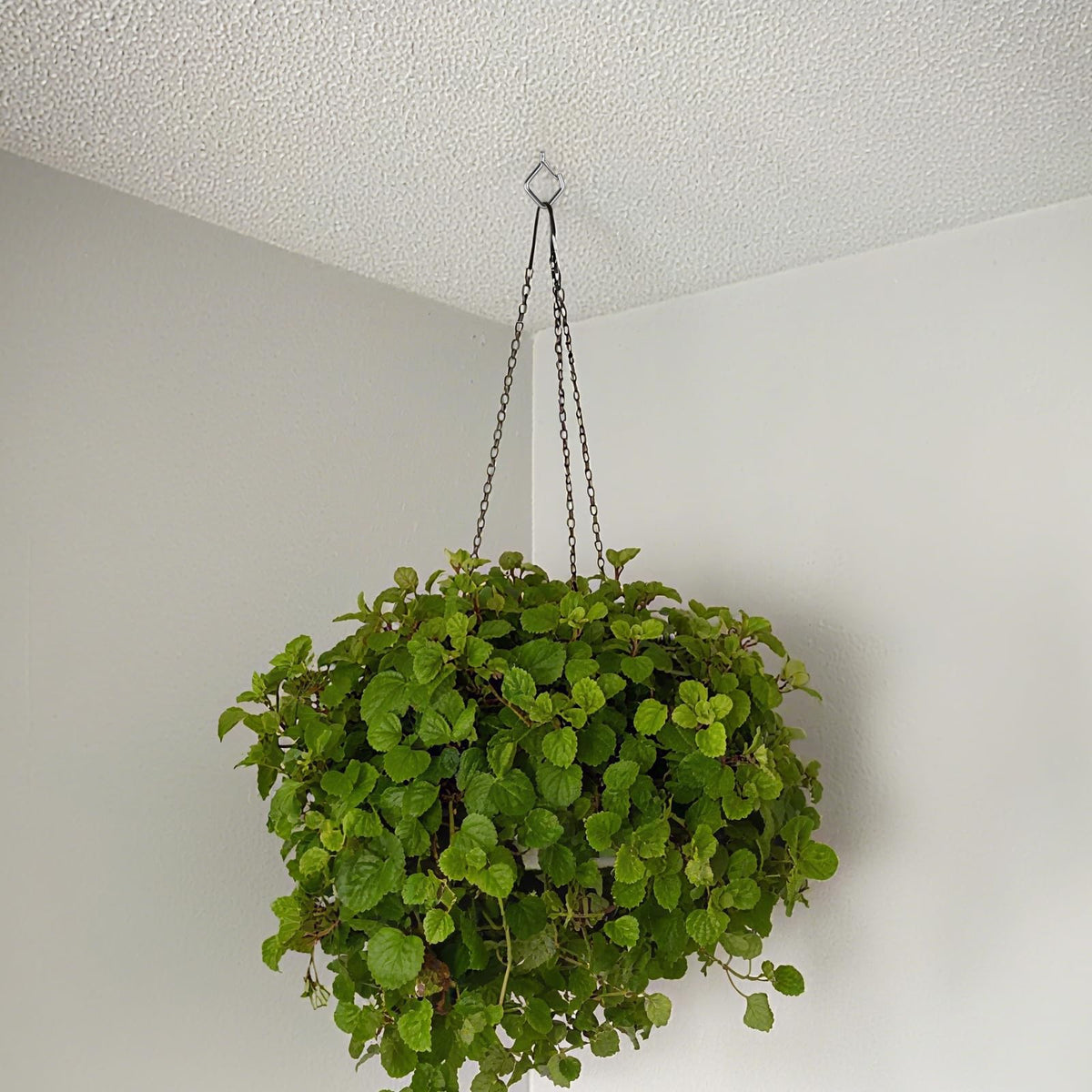 Emiluil versatile hooks for plants, wind chimes, lights, and bird feeders.