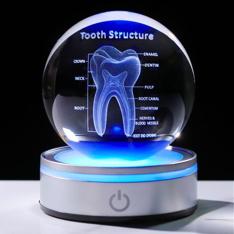 Enjinkail tooth model 3D crystal ball for desk display with laser detail