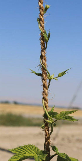 Garden Twine eco-friendly biodegradable alternative to plastic twine