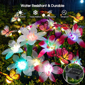 Garpar lilies showcase color-changing bloom detail for eye-catching paths and borders.