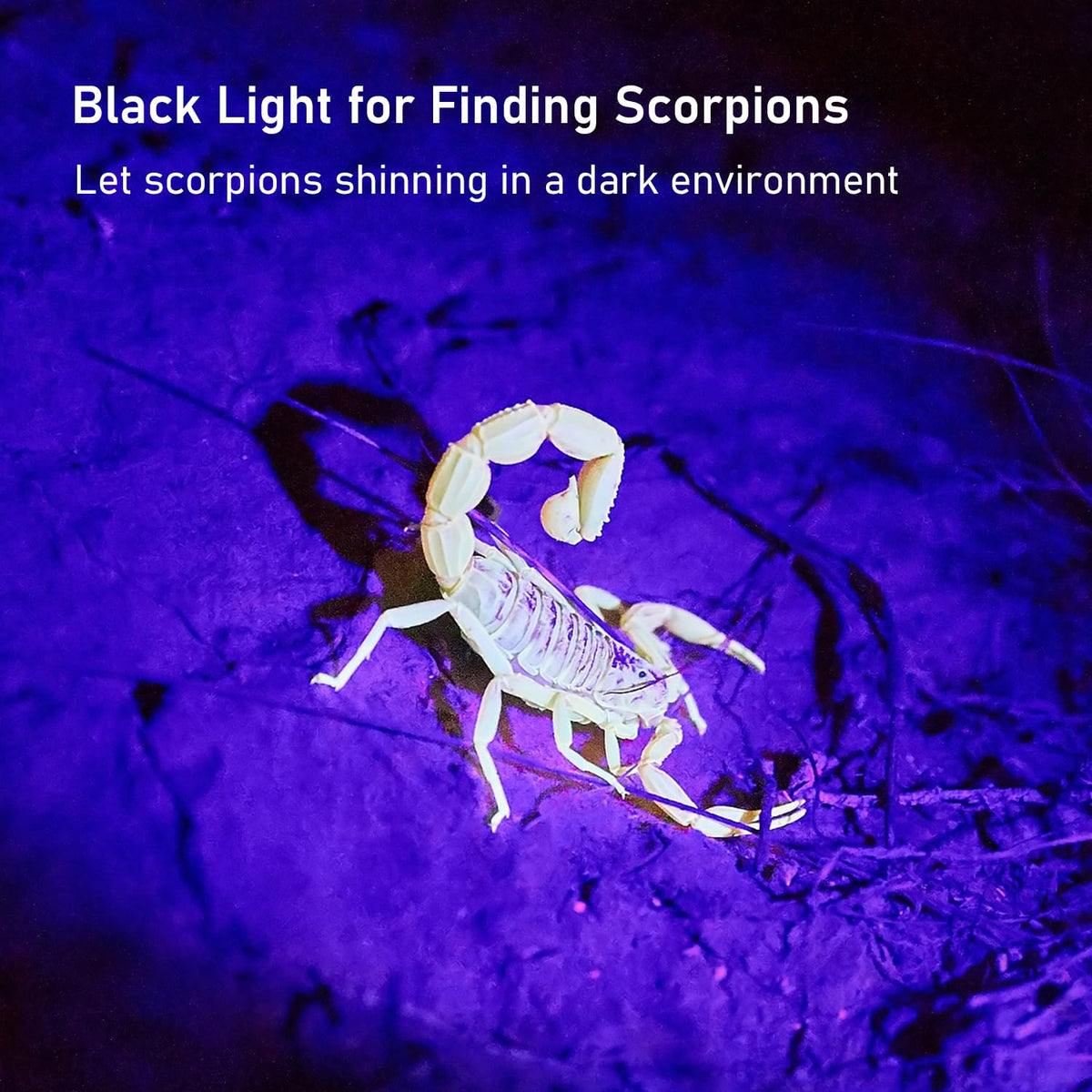 Glossday UV flashlight locating scorpions up to 50 feet away.