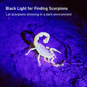Glossday UV flashlight locating scorpions up to 50 feet away.