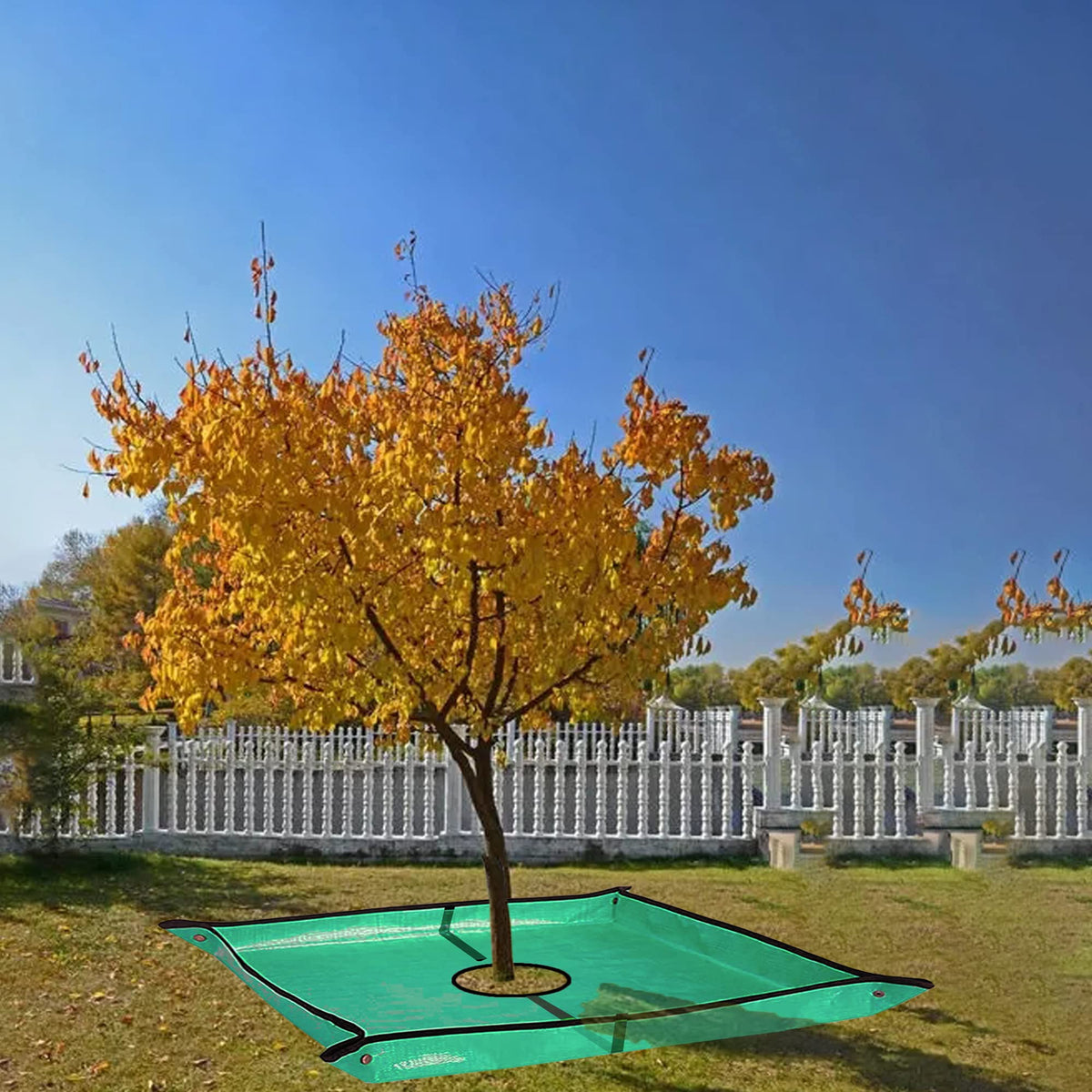 Corner buckles help stand up the tarp around shrubs during pruning.