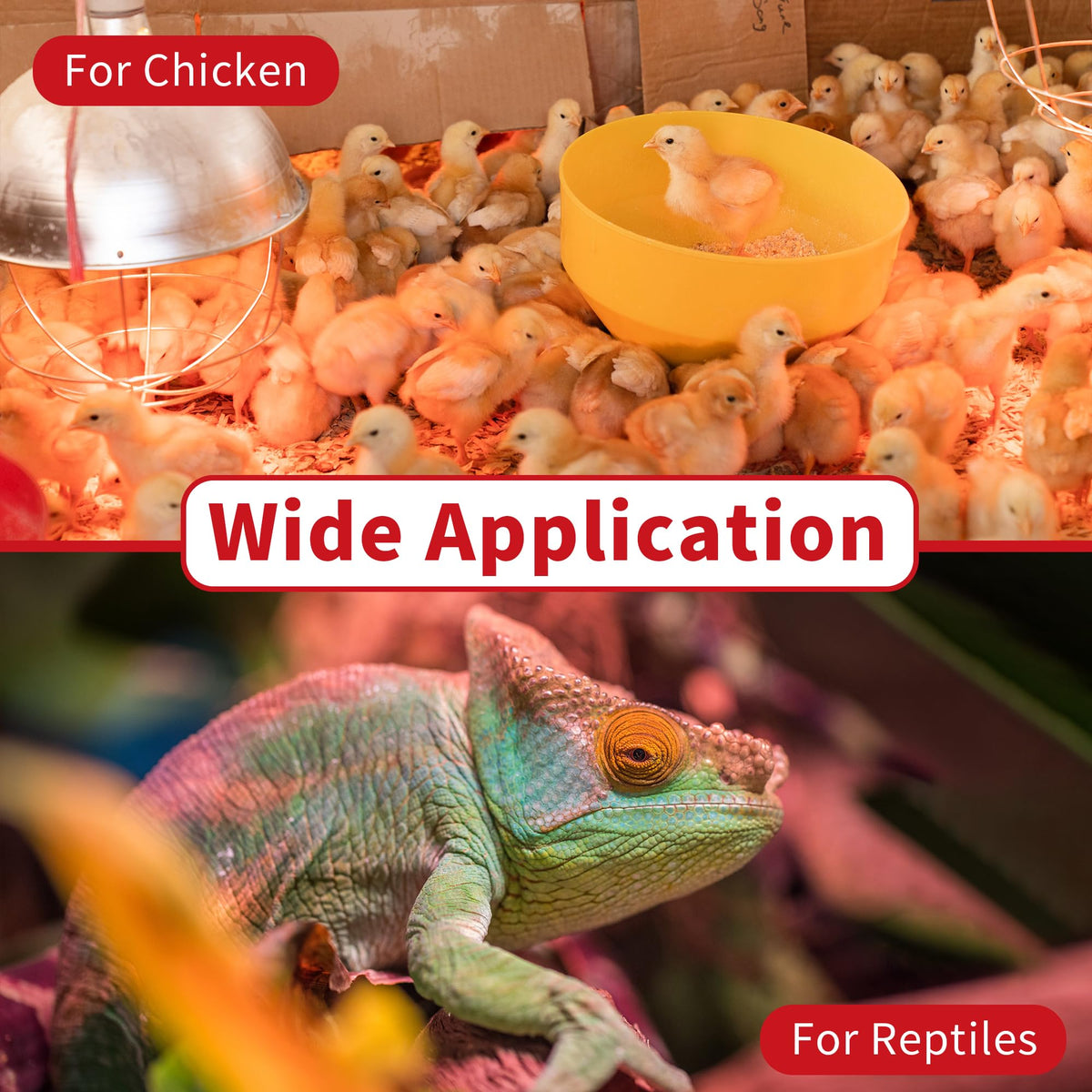 Jugbuy heat lamp in brooder creates a comfortable chick environment.