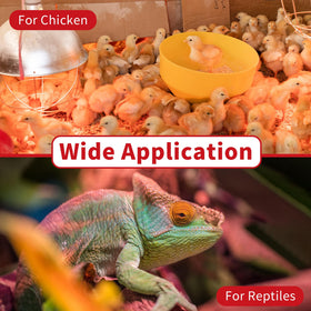 Jugbuy heat lamp in brooder creates a comfortable chick environment.