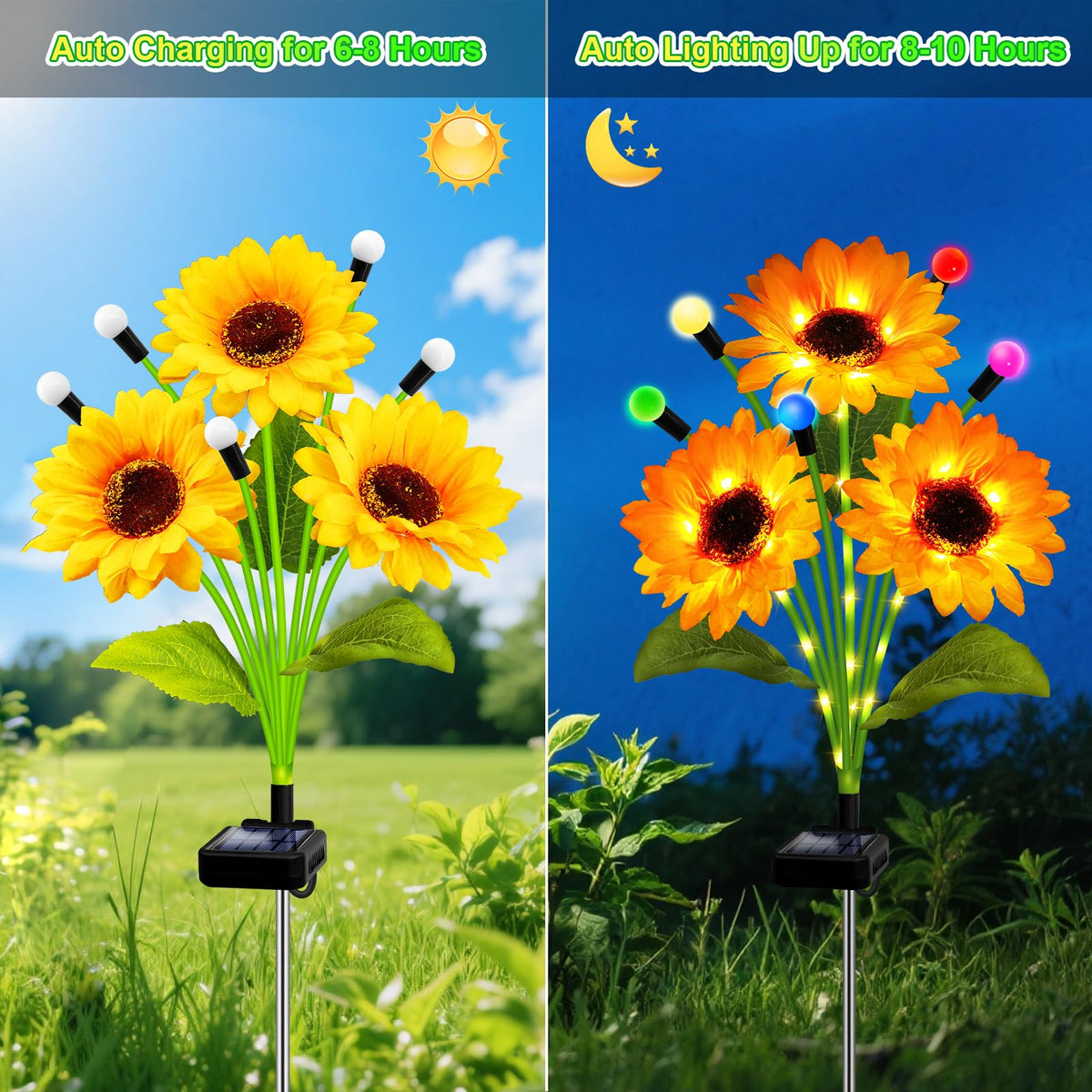 Kohlrabi Sunflowers Warm Light Illumination glows softly after sunset.