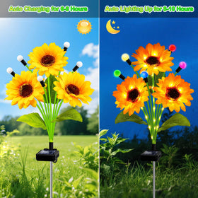 Kohlrabi Sunflowers Warm Light Illumination glows softly after sunset.
