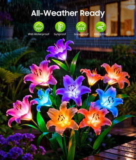 LETMY six-head fuchsia lily blooms provide vibrant garden accents.