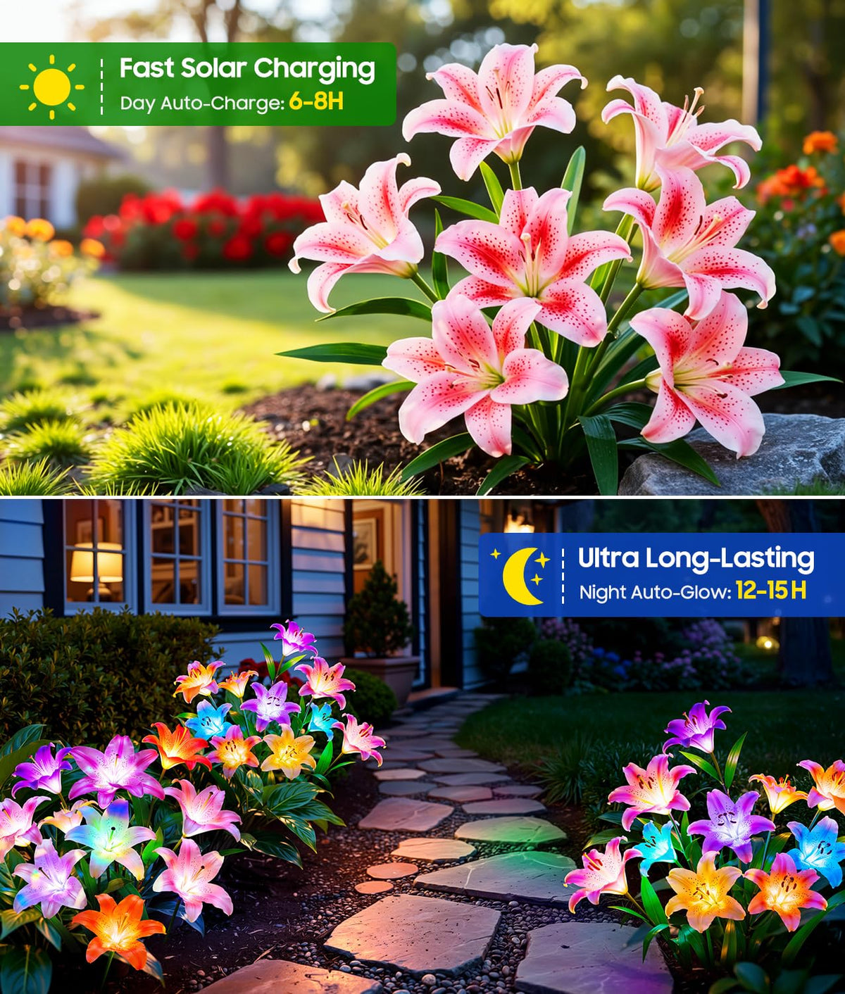 LETMY six-head light-pink lily blooms add a gentle yard glow.