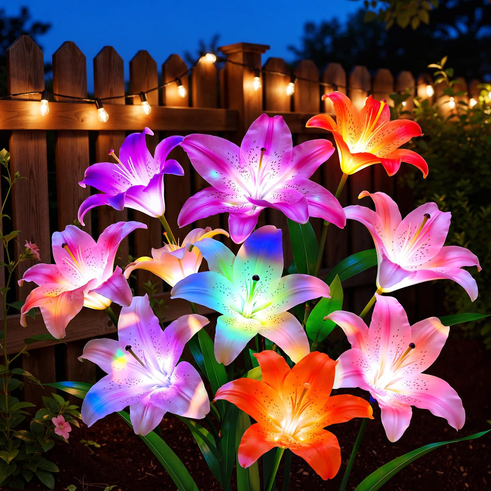 LETMY six-head purple lily blooms illuminate garden paths and edges.