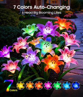 LETMY six-head white lily blooms brighten flower beds at night.