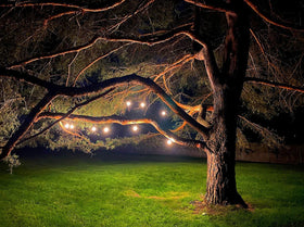 Magictec shatterproof bulbs withstand weather for reliable outdoor lighting.