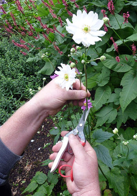 Okatsune Bud Cutting Shears No. 304 1.8-inch blade for clean harvests