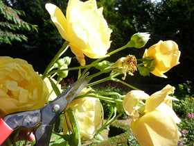 Okatsune Bud Cutting Shears No. 304 compact length for tight spaces