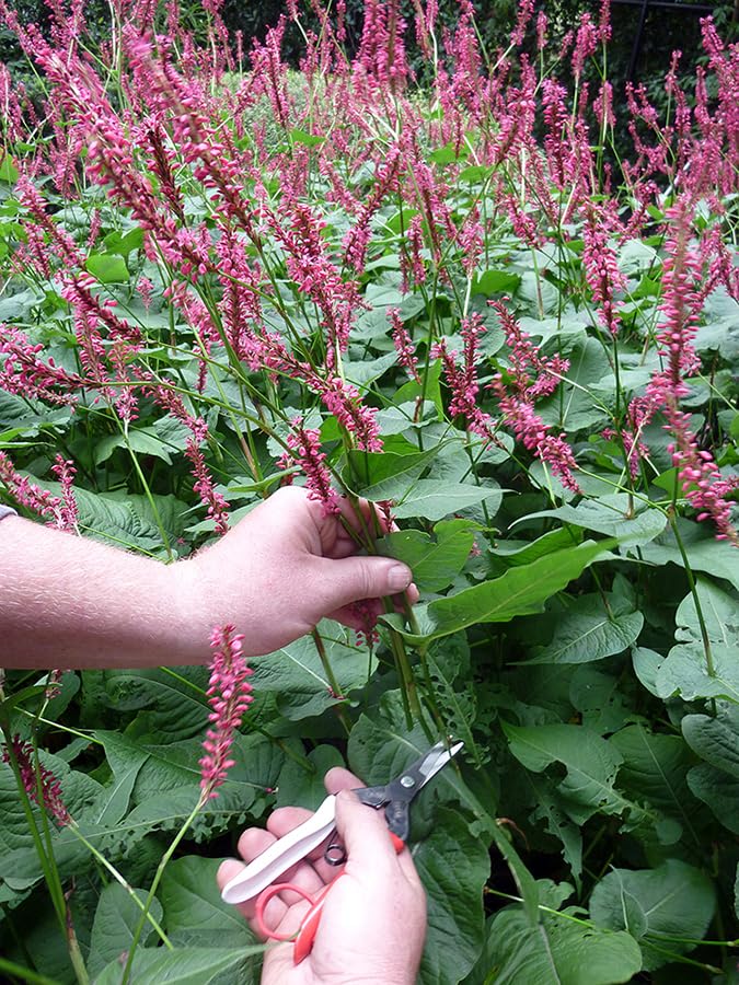 Okatsune Bud Cutting Shears No. 304 ready for garden cleanup and harvests