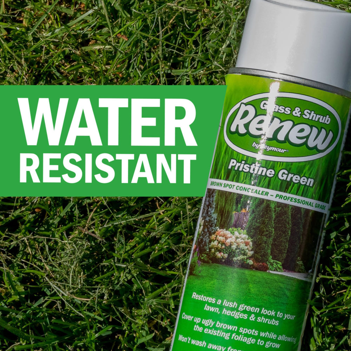 Seymour RENEW Pristine applied to shrubs shows long-lasting green color and healthy growth