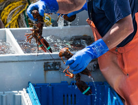 SHOWA Atlas 660 seamless liner offers moisture-wicking and anti-odor comfort.
