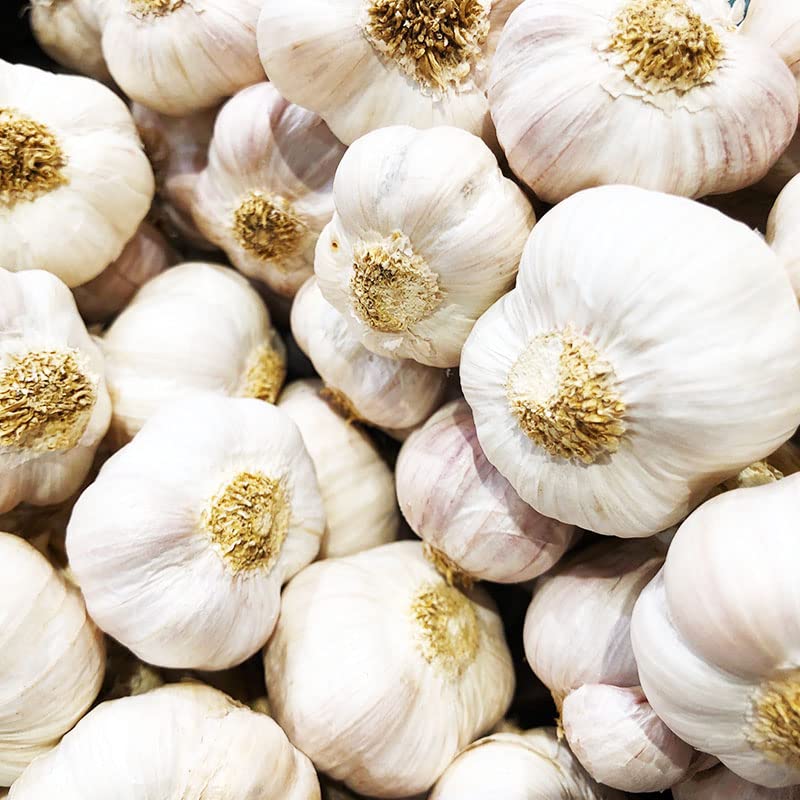 SOOLMEA Music garlic bulbs ready for planting in the garden and harvest potential.