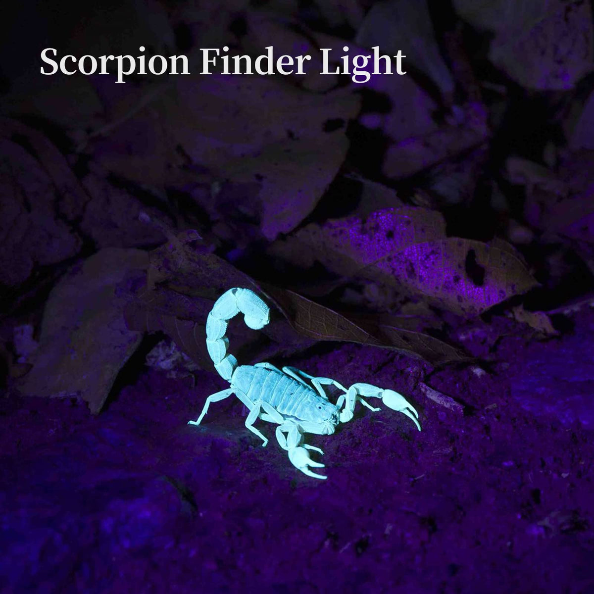 TNATRA scorpion and mineral finder in dim spaces.