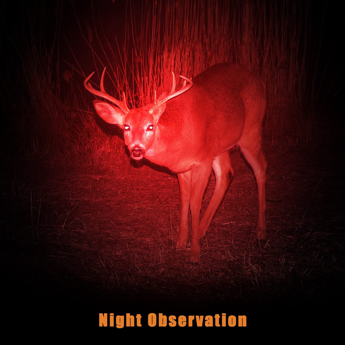 Tuanse red light flashlight ideal for beach turtle night viewing.
