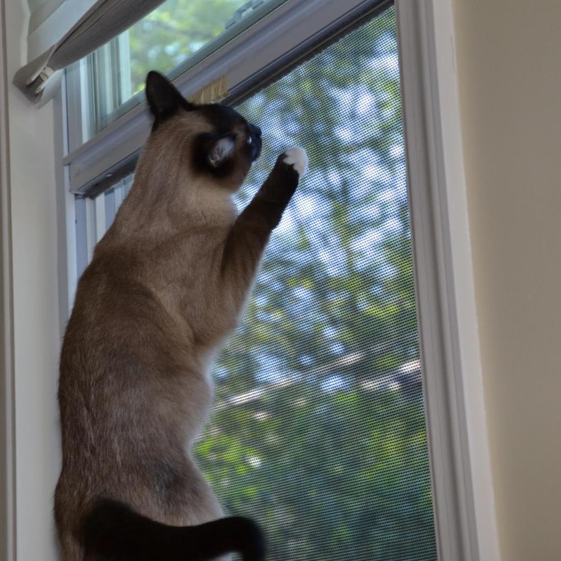XIZAO heavy-duty screen endures claws, helping keep wildlife out.